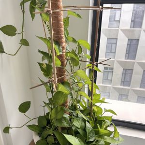 Eco Friendly Decorative Raw Bamboo Poles Dia.0.8cm x 100cm Length