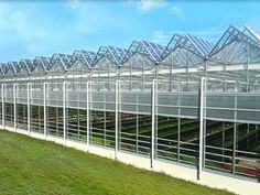 Buy cheap Complete Glass Greenhouse Agriculture Turnkey Project With Tomato Hydroponics System from wholesalers