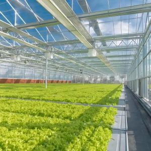 Buy cheap Smart Venlo - type glass greenhouse with top - window opening system and fertilization system from wholesalers
