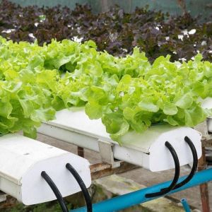 Buy cheap Commercial Film Greenhouse With Hydroponics Cultivation Custom from wholesalers