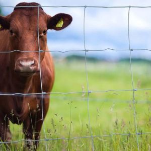 10-200m Length Cattle Field Fence Galvanized Iron Wire High Strength