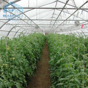 China Polytunnel Cooling System Tunnel Plastic Greenhouse With Circulation Fan on sale