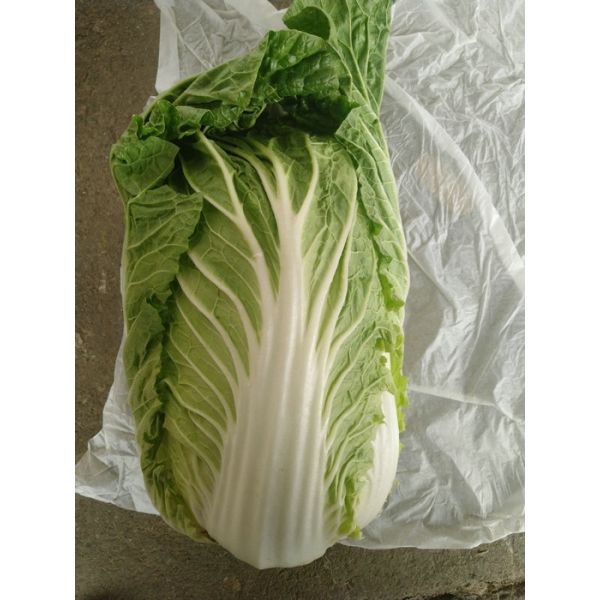Buy cheap Eco Friendly Pointed Head Cabbage / Good Taste Chinese Flat Cabbage from wholesalers