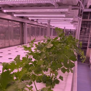 Hydroponic Smart Farming Container Greenhouse for Agriculture 40ft Container