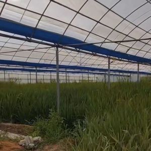 Buy cheap Customized Multi-Span Greenhouse Yield Solution for Hydroponic Vegetable Production from wholesalers