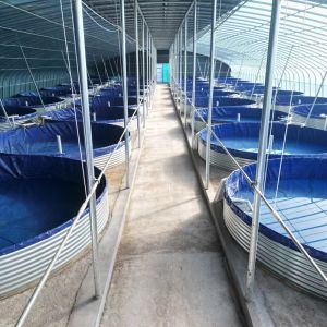Buy cheap 7000 Liters Diameter 3m X Height 1m Square/Round Fish Pond 1800 Gallon Foldable Plastic Tank Swimming Pool For Promotion from wholesalers