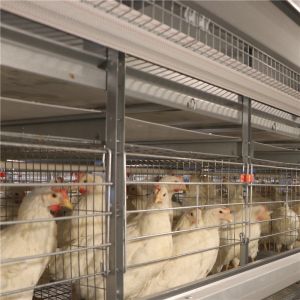 Buy cheap Antirust Egg Layer Chicken Cage with Feeding system drinking system from wholesalers