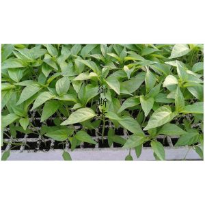 120 50 Wellseedling Tray Eps200 Well Seedling Nursery Tray In Electronics