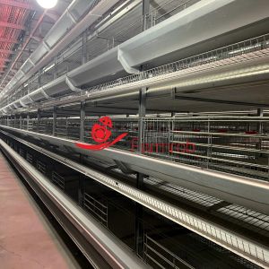 Buy cheap Low Mortality Layer Chicken Cage System Comfortable Environment from wholesalers