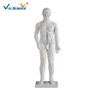 Buy cheap 178CM Acupuncture Human Body Model from wholesalers
