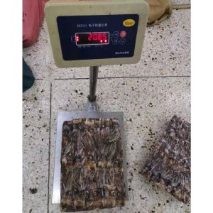 BQF Frozen Giant Squid Head Squid Tentacles NW 60 - 120g