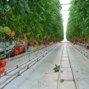 Buy cheap 12m Multi Span Greenhouse With Hydroponic Growing Systems from wholesalers