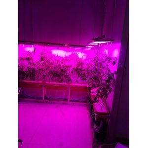 Buy cheap Full Spetrum LED Grow Lights APOLO 18 500W Medical Growing PPF1.8umol/J With Fans from wholesalers