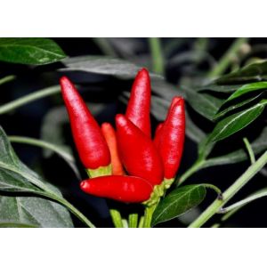 Buy cheap MUI Tianjin Red Chilies Authentic Red Chilli Pods Single Herb from wholesalers