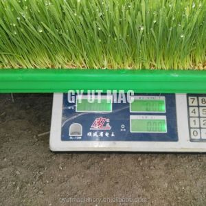 40HQ Container Hydroponic Fodder System for Farms White Barley Grass Growing