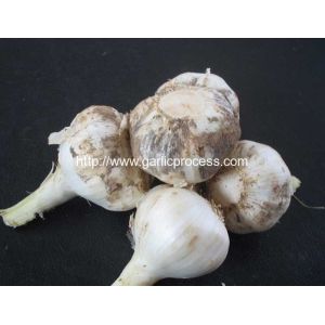 Buy cheap Automatic Discharging Fresh Garlic Root and Leaf Cutting Machine from wholesalers