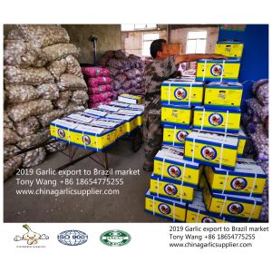 Buy cheap 2019 Garlic to Brazil; normal white garlic with 10kg mesh bag. from wholesalers