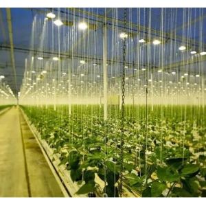 Buy cheap Illuminate Seedling Cultivation Facility Greenhouse with Advanced Lighting Technology from wholesalers