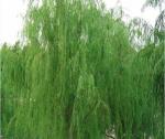 Buy cheap white willow bark extract for acne,white willow bark extract anti inflammatory 138-52-3 from wholesalers