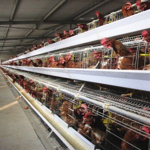 1950×2300×2000 Automatic Layer Battery Poultry Chicken Cage Chicken Layer