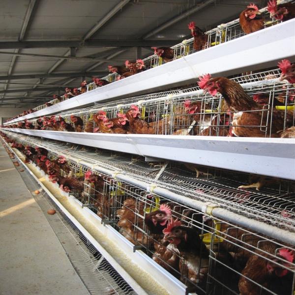 1950×2300×2000 Automatic Layer Battery Poultry Chicken Cage Chicken Layer