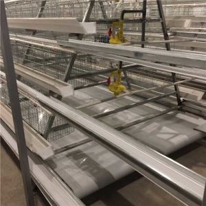 China Powerful Clean Automatic Manure Removal System With Mure Transporting System on sale