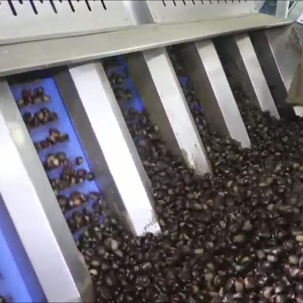 Buy cheap Achieve High Accuracy and Labor Savings with Our Intelligent 304 SS Chestnut Sorting Machine, Capable of 3.3 Tons per Hour Processing. from wholesalers