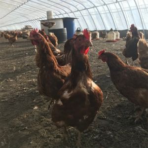 China Agriculture Tomato Passive Solar Greenhouse With Heating System on sale