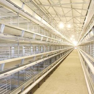 Buy cheap Q235 Steel Wire Layer Chicken Cage Custom Design With Feeding / Drinking System from wholesalers