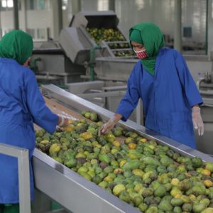 Automatic Apple Orange Pineapple Juice Processing Line Small Scale