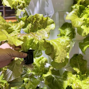 Buy cheap 80 Plant Holes Hydroponic Plant Tower With 1-23 Hours Timing from wholesalers