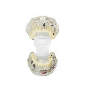 Buy cheap Transparent Pathological Tooth Model Dental With Tooth Nerve Customization from wholesalers