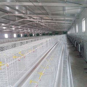 Buy cheap High Efficiency Broiler Chicken Cage Long Lifespan Environmental Friendly from wholesalers