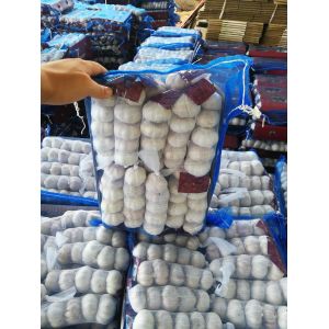 Buy cheap Garlic to Jordan by Pioneer garlic group in China; 5.0-5.5cm normal white garlic. from wholesalers