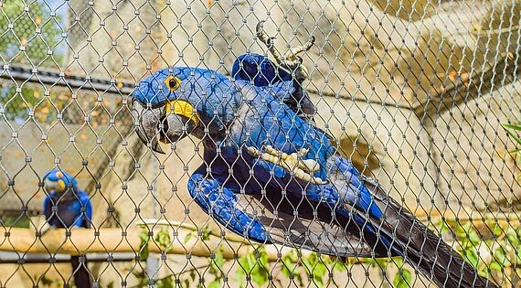 High Tensile 304 316 X Tend 1.5mm Stainless Steel Zoo Mesh