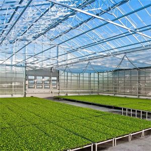 Buy cheap Glass Multi Span Greenhouse Tropical Solar Hydroponic Flower Vegetable Growing from wholesalers