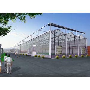 Buy cheap Venlo Tempered Glass Greenhouse Durable With Hydroponic Growing System product