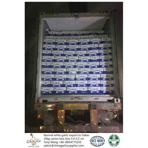 Quality Garlic to Senegal for sale