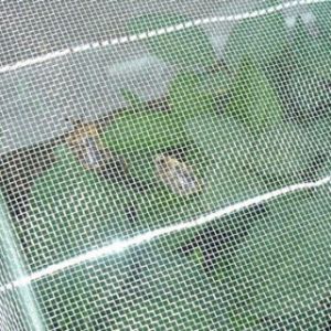 Buy cheap anti insect repel protection net HDPE 40 50 mesh 45g 60g 70g agricultural insect net from wholesalers