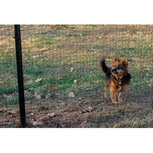 Buy cheap 1x1 PVC Coated Wire Mesh Rolls Black 17 Gauge 6ft X 100 Ft Wire Fence from wholesalers