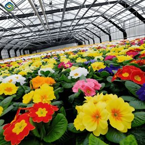 Buy cheap Easy Assembly Glass Type Flower Greenhouses With Hydroponic Growing System from wholesalers