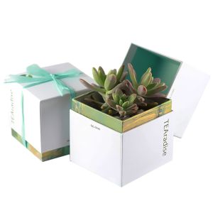Buy cheap Custom Printed Succulent Planter Gift Box Succulent Packaging Box from wholesalers