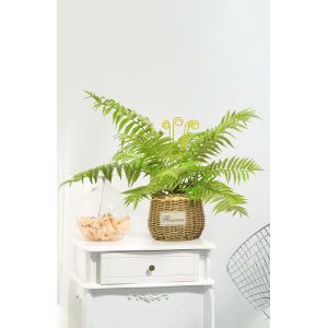 Buy cheap Mini Artificial Fern Plants For Architectural Landscaping product