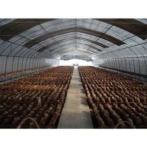 Film Type Mushroom Growing Greenhouse Customizable With High Shoulder Height