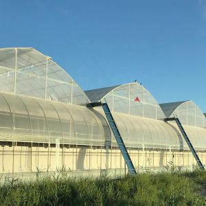Buy cheap Multi-Span Agricultural Greenhouses Advanced Hydroponic Growing System for Section 4m/8m from wholesalers