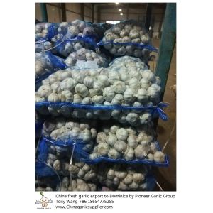 Buy cheap Garlic to Dominica with mesh bag package. from wholesalers