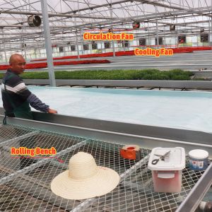 Economical Custom Design Automatic Shading System Multi-span Strawberry