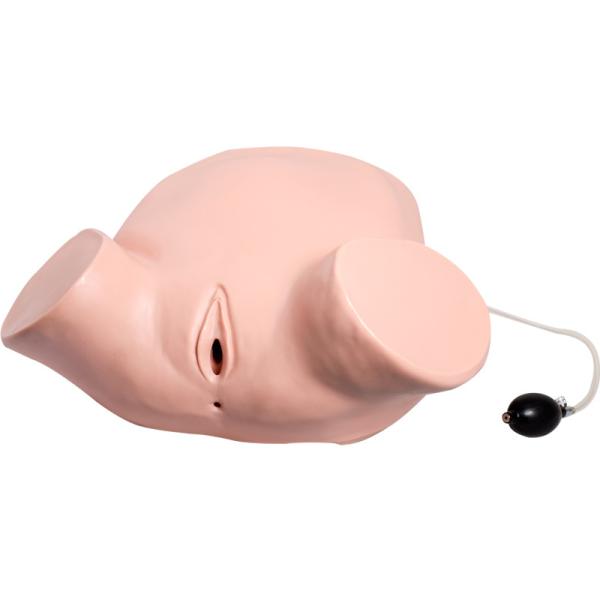 Buy cheap Anal Vaginal Examination Gynecologic Simulator Elastic Texture from wholesalers