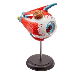 Buy cheap 4 D Master 32 Parts Human Eye Anatomy Model Toy Puzzle Assembling Diy from wholesalers