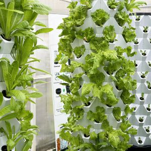 Buy cheap Compact And Versatile Hydroponic Growing System For Saving-Space Storage Type from wholesalers